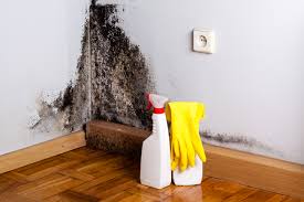 Athena, OR Mold Removal Services Company